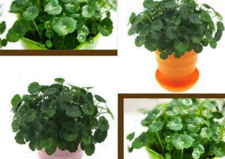 办公桌风水植物 办公桌风水植物