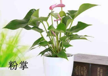 办公桌风水植物 办公桌风水植物