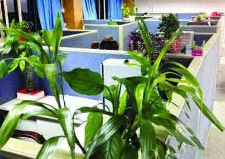 办公桌风水植物 办公桌风水植物