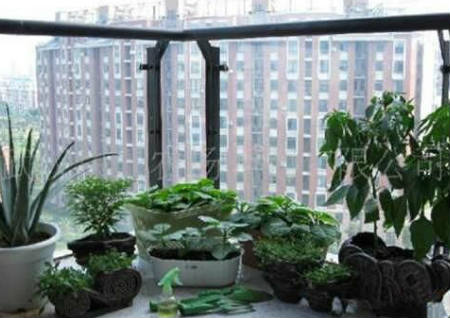 阳台养什么植物风水好 阳台养什么植物风水好