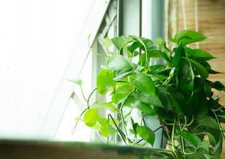 阳台养什么植物风水好 阳台养什么植物风水好