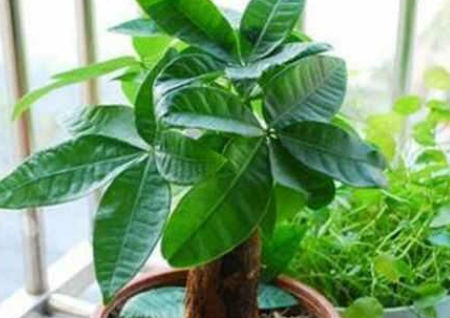 办公桌风水植物摆放