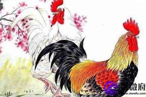 1981年属鸡女命2022年运势 41岁生肖鸡女性2022年每月运势详解