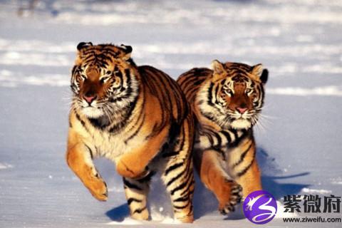 猴遇虎年2022年怎么样运势走向