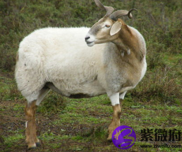 属羊人2022年运势和运势