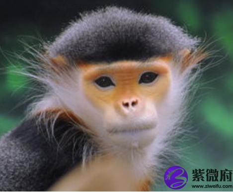 属猴的人2022年的运势运程