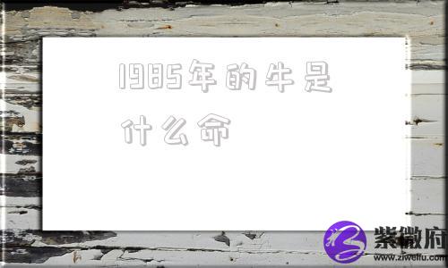 1985年的牛是什么命