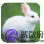 属兔人的一生运势和命运