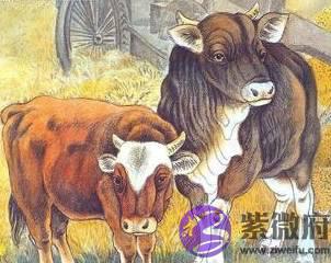 都说这2个生肖相冲, 其实他们婚后最能聚财, 早晚家产百万!