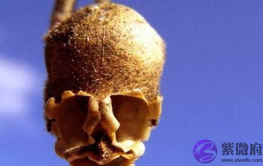牛气冲天：揭晓“属牛人”不同时辰出生各自不同的命运，真的很准