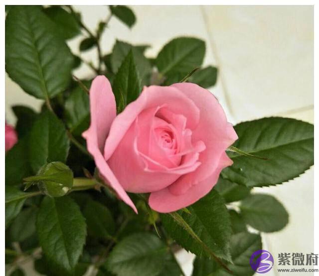 丙火卯月天干财官两透取印为夫大运甲午夫登科甲夫荣妇贵
