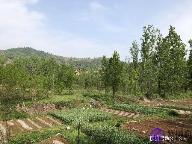 明天是纯卯日，俗话说：“雨淋纯卯头，遍地起坟头”，啥是纯卯？