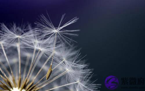 外表强势内心柔弱，丙戌日出生的人婚姻观是哪样的？