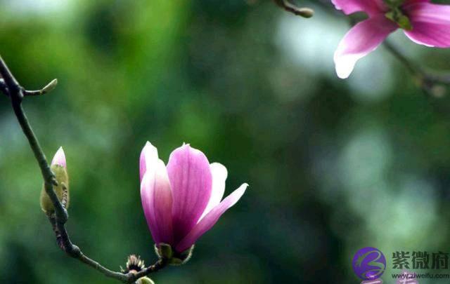 俗语：“双春兼闰月，结婚好时年”，鼠年是“双春年”？有啥说法