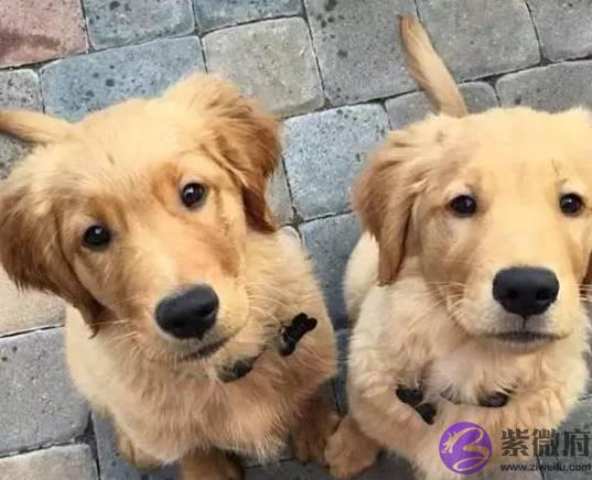两只小金毛一起长大，从懵懂无知到成熟稳重，感谢彼此一直在身边