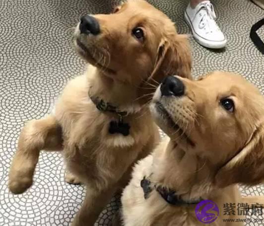 两只小金毛一起长大，从懵懂无知到成熟稳重，感谢彼此一直在身边