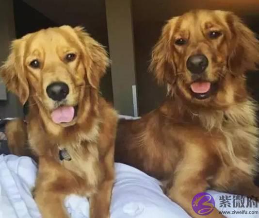 两只小金毛一起长大，从懵懂无知到成熟稳重，感谢彼此一直在身边