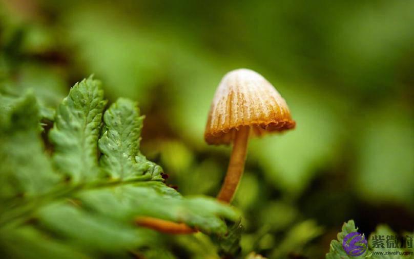 看4个蘑菇，哪个最鲜美？测你近期的桃花运怎麽样？