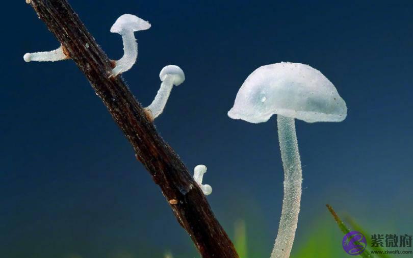 看4个蘑菇，哪个最鲜美？测你近期的桃花运怎麽样？