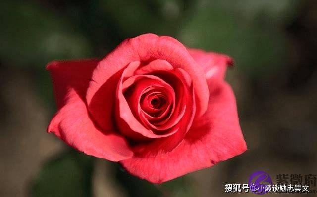 8月下旬，桃花运来临，喜鹊欢叫，即将遇见真爱，缔结良缘的生肖虎