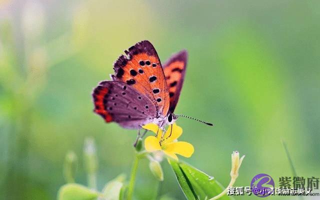 8月下旬，桃花运来临，喜鹊欢叫，即将遇见真爱，缔结良缘的生肖虎