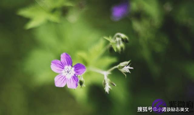 8月下旬，桃花运来临，喜鹊欢叫，即将遇见真爱，缔结良缘的生肖虎