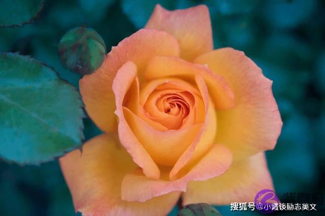 8月下旬，桃花运来临，喜鹊欢叫，即将遇见真爱，缔结良缘的生肖虎