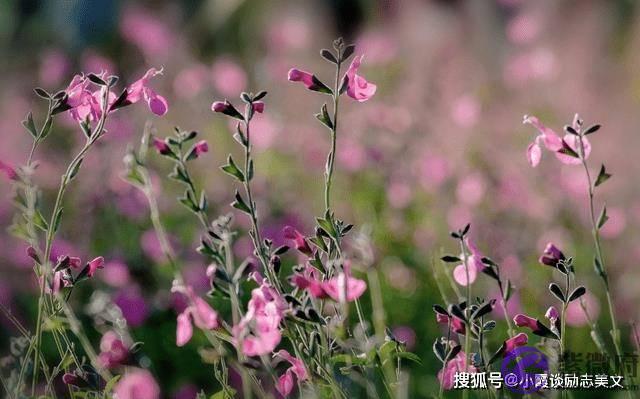 8月下旬，桃花运来临，喜鹊欢叫，即将遇见真爱，缔结良缘的生肖虎