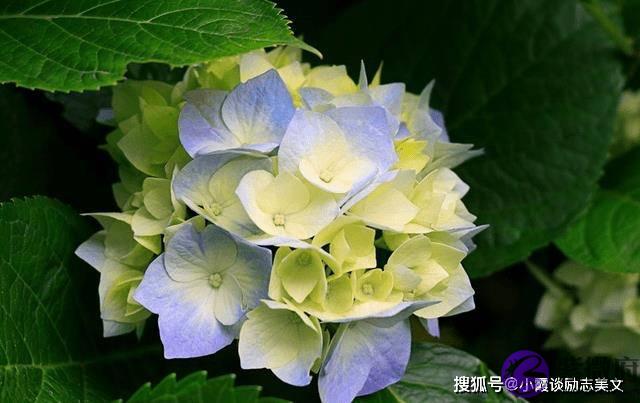 8月下旬，桃花运来临，喜鹊欢叫，即将遇见真爱，缔结良缘的生肖虎