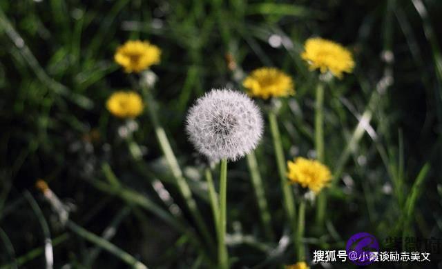 8月下旬，桃花运来临，喜鹊欢叫，即将遇见真爱，缔结良缘的生肖虎