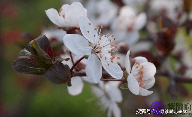8月下旬，桃花运来临，喜鹊欢叫，即将遇见真爱，缔结良缘的生肖虎