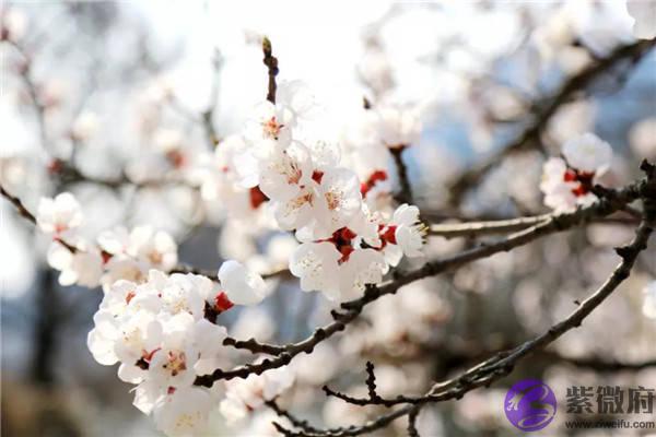 恭喜！年前桃花运来临，财运起飞，事业开始的3生肖