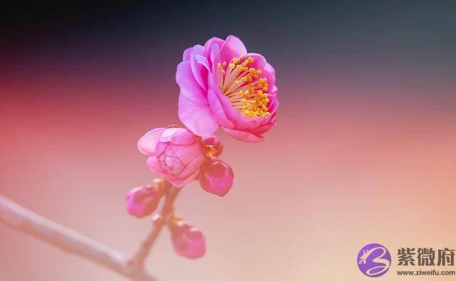 一个人,开始走桃花运,有这三种迹象
