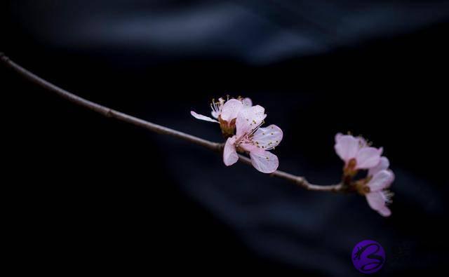 一个人,开始走桃花运,有这三种迹象