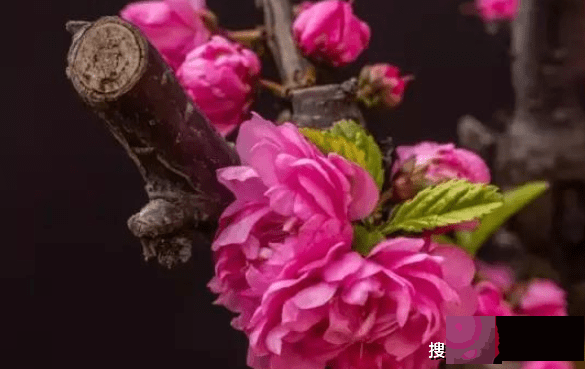不论走到哪里都很受欢迎的3大生肖,最容易走桃花运