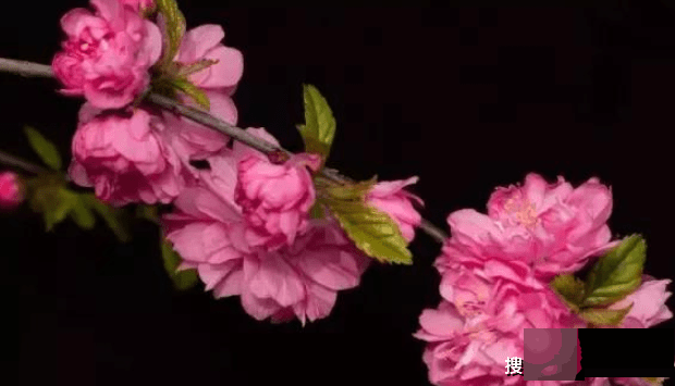 不论走到哪里都很受欢迎的3大生肖,最容易走桃花运