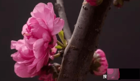 不论走到哪里都很受欢迎的3大生肖,最容易走桃花运