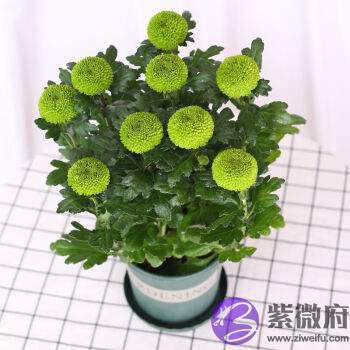 最招桃花的风水有哪些