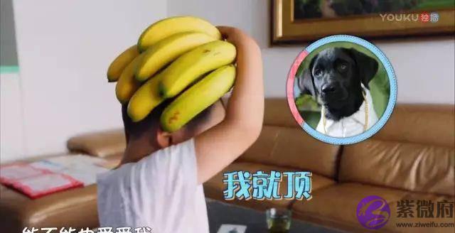 这枚萌男娃竟自称是“女人性格”！他和萌宠的日常超高萌啊