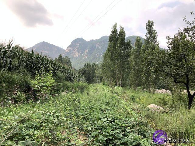 “雨打半年头，寡妇也发愁”，六月初一过小年，下雨打雷有啥预兆
