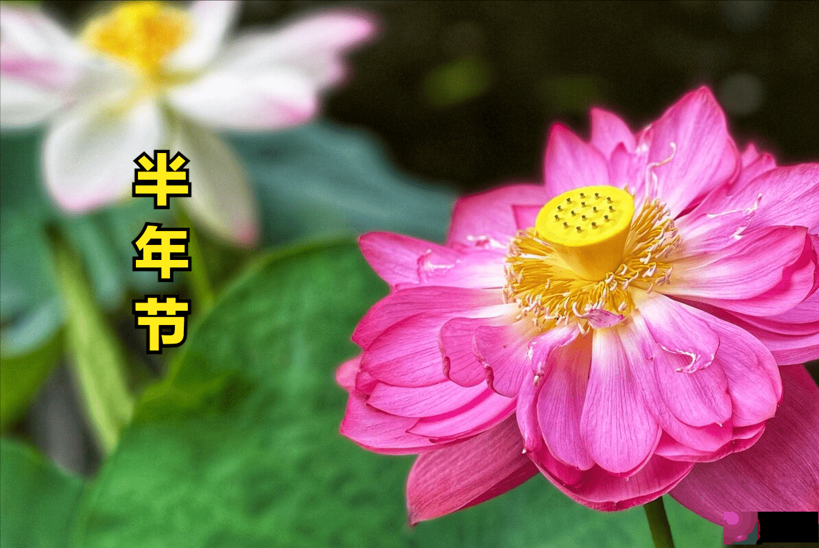 六月初一是“半年节”，下半年的年景如何？看看谚语是咋预兆的？