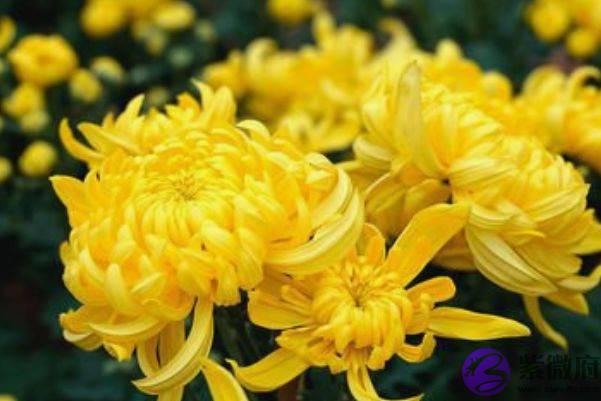 10狗9不全？谁说属狗的人命不好，以下4月出生的狗一生福禄双全