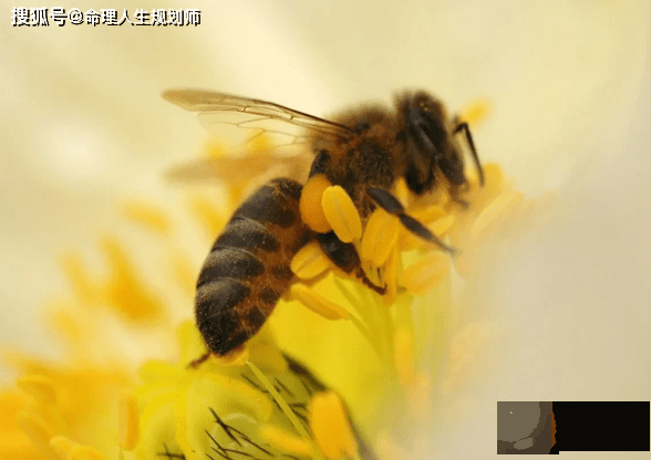 婚姻生辰看婚姻，为什麽夫妻关系差就会破坏整体家运？