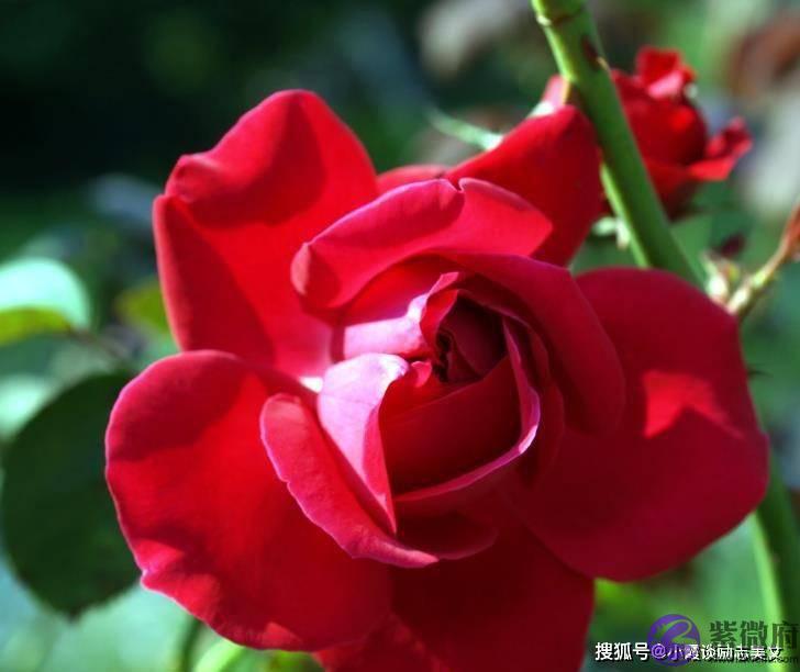 生肖鼠的人，你是白天出生还是晚上出生？出生时间决定了你的财富