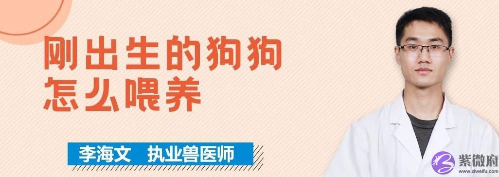 刚出生的狗狗怎麽喂养