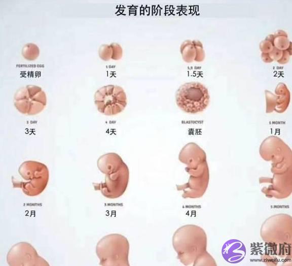 胎儿多少周出生算正常？孕晚期这4点做到位，孕妈安心孩子足月生