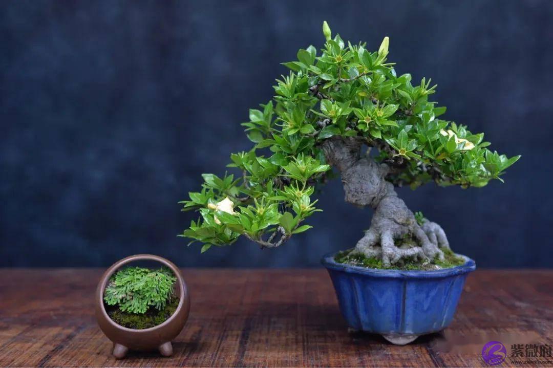 哪类生辰的人最易离婚？