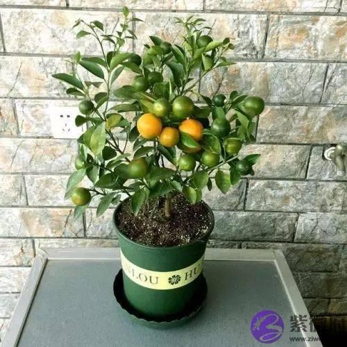 养一盆植物还能跟人的五行风水有着这麽大的关联，后悔完知道！