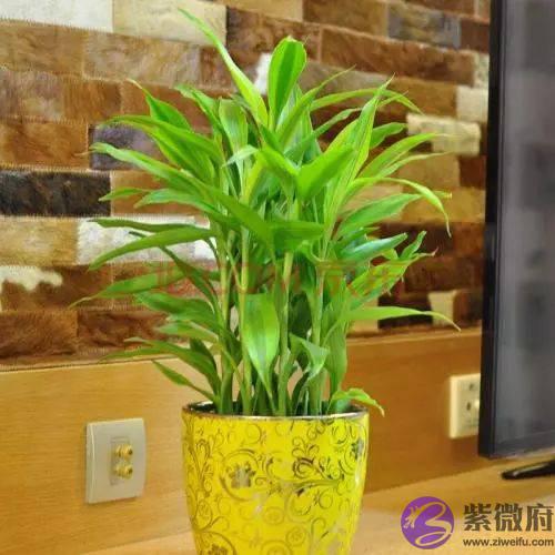 养一盆植物还能跟人的五行风水有着这麽大的关联，后悔完知道！