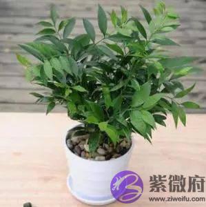 养一盆植物还能跟人的五行风水有着这麽大的关联，后悔完知道！